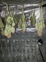 KOSHER KUSH, sechage jour 7