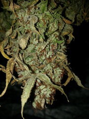 KOSHER KUSH, sechage jour 7