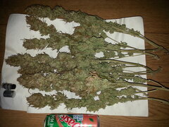 JACK EL FRUTERO, séchage +15, mise en bocal