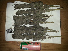 ELEVEN ROSES, séchage +15, mise en bocal