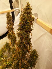 Flo +94 HAZE X KALI CHINA