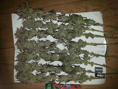 MOTOR MINT, séchage +15, mise en bocal