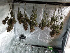KOSHER KUSH, séchage jour 14