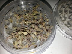 Calices des branches d'ELEVEN ROSES pour la preview vapo