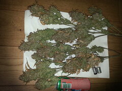 KOSHER KUSH