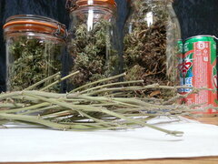 KOSHER KUSH