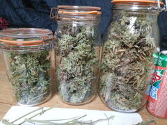 KOSHER KUSH