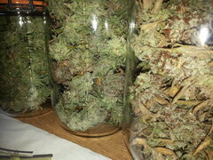 KOSHER KUSH