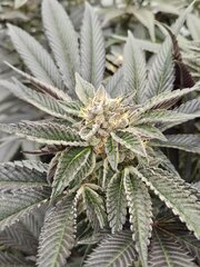 Nasha Genetics Steve Jobz