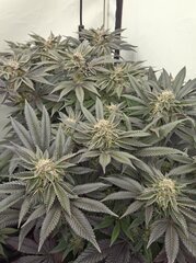 Nasha Genetics Steve Jobz