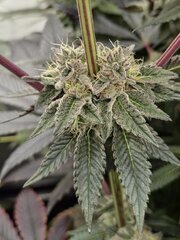 Nasha Genetics Steve Jobz