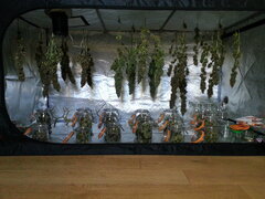 Les Sativa, séchage J2