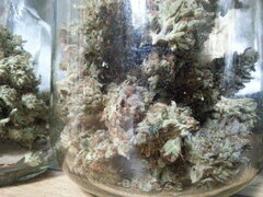 MOTOR MINT
