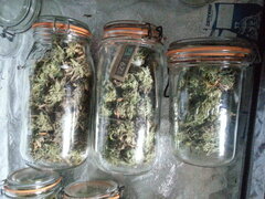 KOSHER KUSH