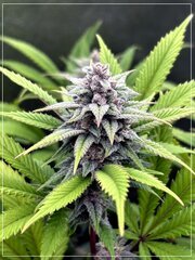 FLO+46 L.A Kush Cake x Cherrytini.jpeg