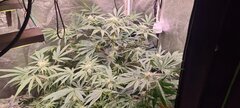 Polar gelato dwc.jpg