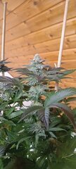 IMG_212159.jpg