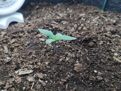 IMG_20260328_102621.jpg