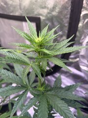 Bandaid Haze IX 3.0 f2