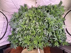 IMG_7522.jpeg