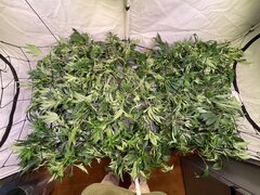 IMG_7525.jpeg