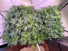 IMG_7586.jpeg
