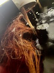 IMG_7684.jpeg