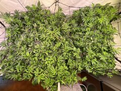 IMG_7696.jpeg