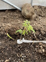 IMG_7742.jpeg