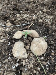 IMG_7750.jpeg