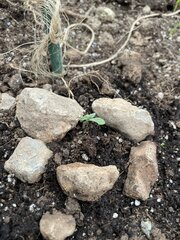 IMG_7751.jpeg