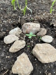 IMG_7753.jpeg