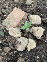 IMG_7757.jpeg