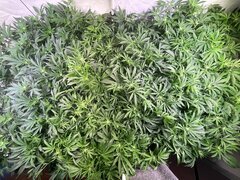 IMG_7801.jpeg