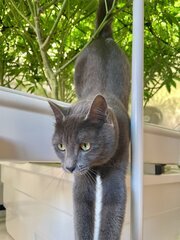 Chat sauvage