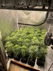 Nigerian Sativa 12/12+5