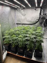 Nigerian Sativa 12/12+5