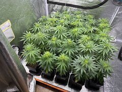 Nigerian Sativa 12/12+5
