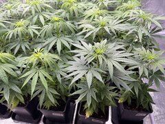 Nigerian Sativa 12/12+5