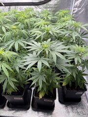 Nigerian Sativa 12/12+5