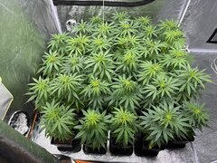 Nigerian Sativa 12/12+5