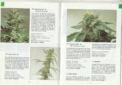 Sensiseed5