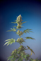 _DSC7271-Modifier