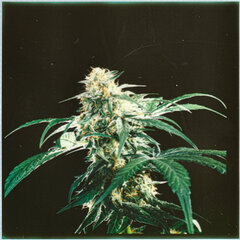 weed38