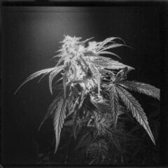 weed40