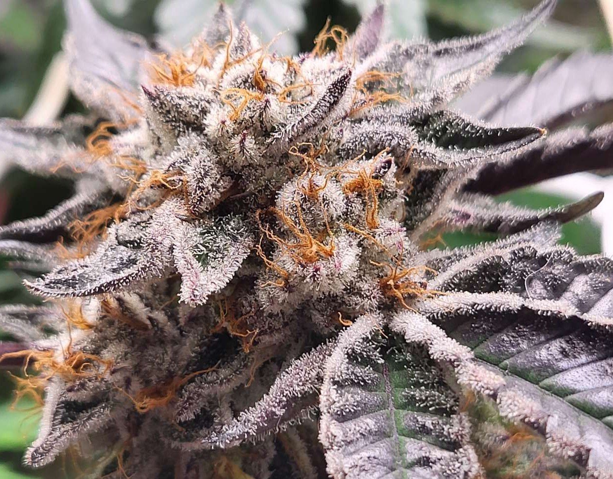 https://www.cannaweed.com/uploads/monthly_2026_03/tech901032605.jpg.9454a3a031bcdf6559182e5bef7e94cd.jpg
