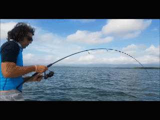 Tarpon1.gif.e877f75997e2d69e93658c35ed3c1331.gif