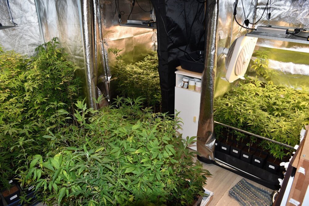 plantes.thumb.JPG.d8726618b949c5539db324c98d47f46e.JPG