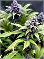 FLO+62 L.A Kush Cake x Cherrytini.jpg