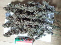 ZAMALDELICA, ACE SEEDS